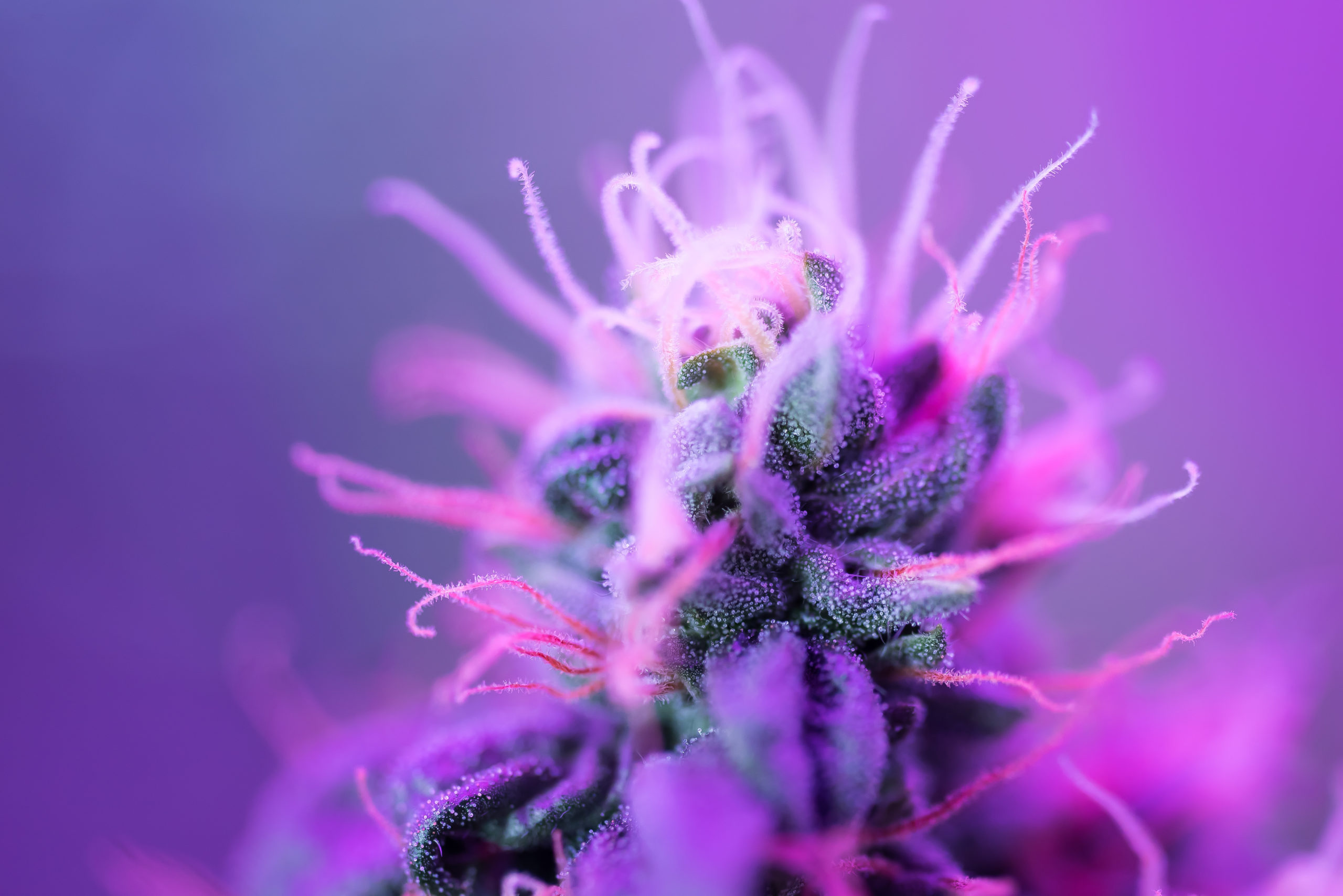 The Best New Cannabis Strains to Grow in 2020.