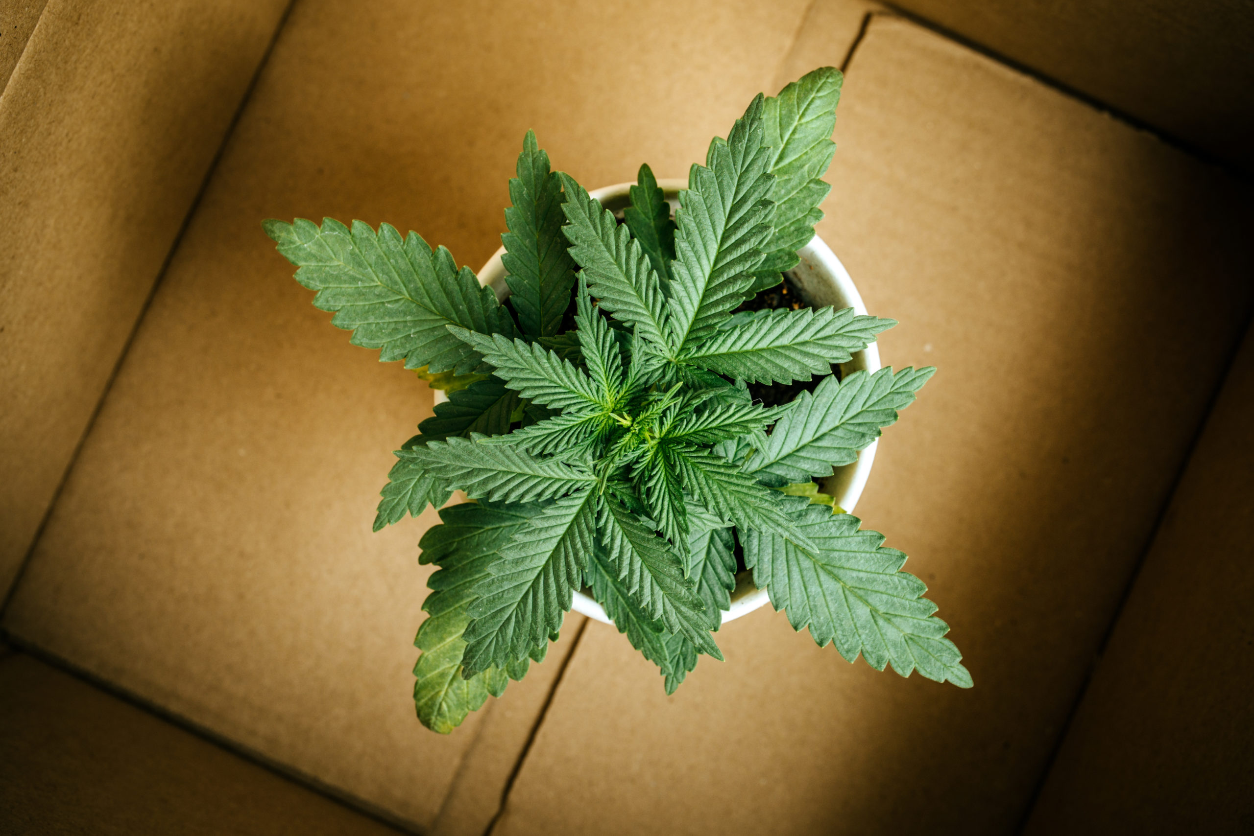 Report: Cannabis Sales Up Among Boomer, Gen Z.