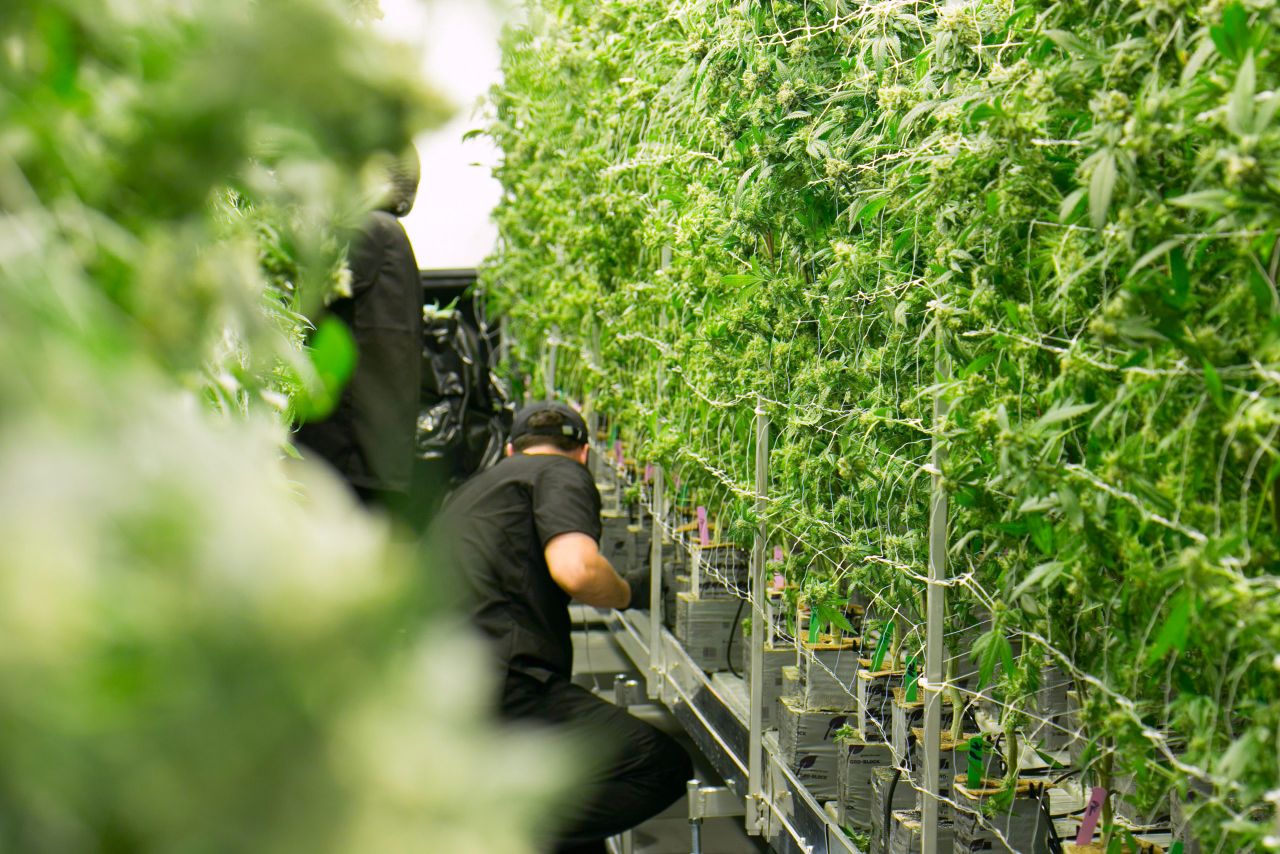 Michigan is on Track to Recover 7,000 Weed Industry Jobs.