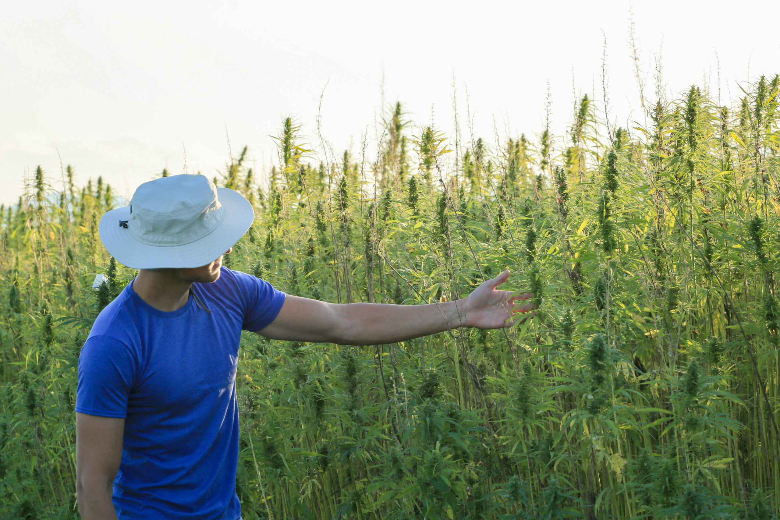Cannabis Jobs Report: Legal Cannabis Now Supports 243,000 Full-Time American Jobs.