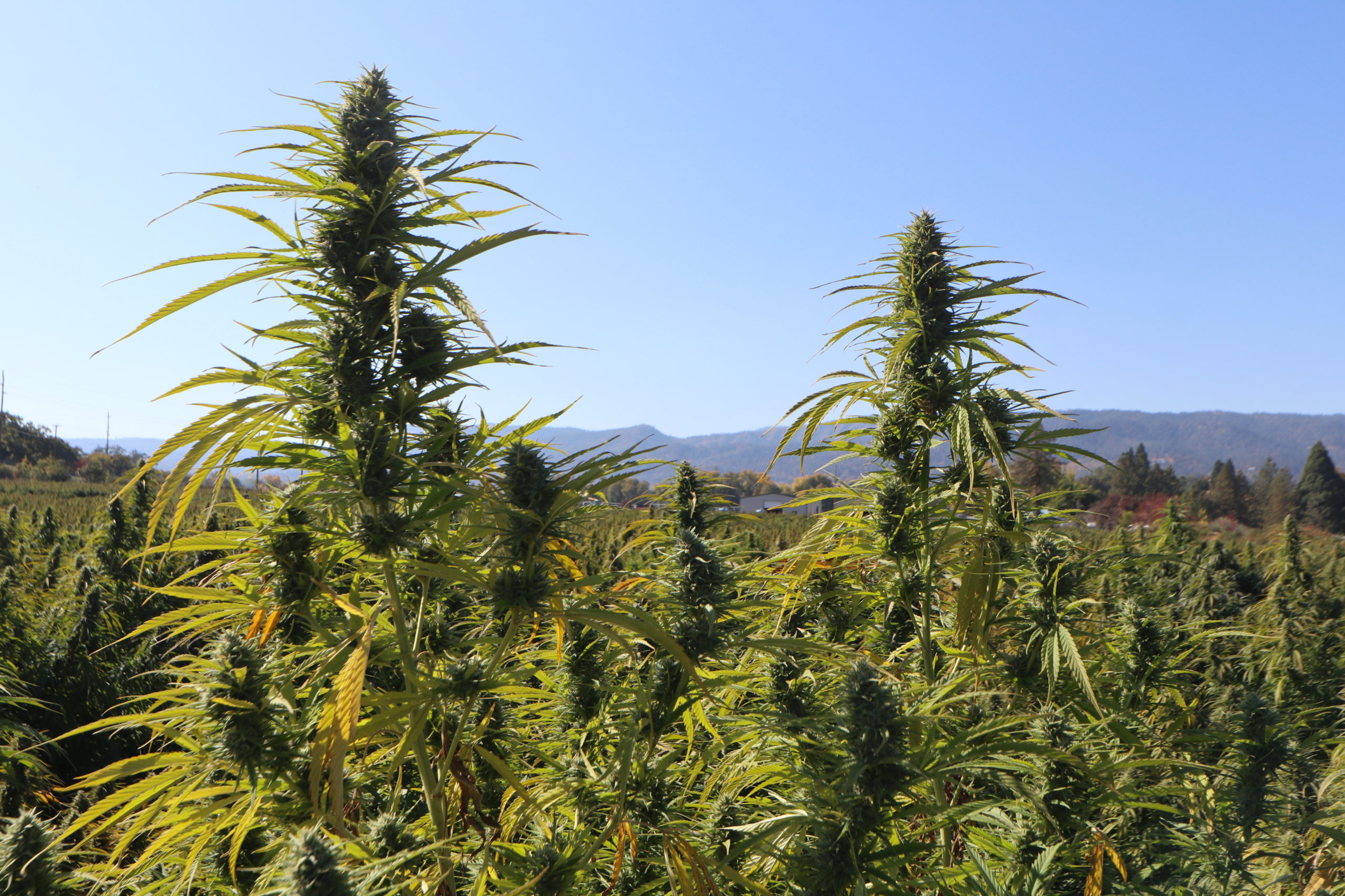 Oregon Grew a Record 5.7 Million Pounds of Weed in 2019.