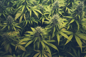 Washington State Legislators Finally Create a Cannabis Equity Program.