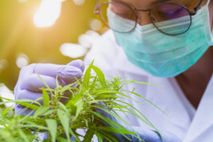 Cannabis Scientists Are Chasing the Perfect High.