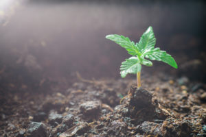 How to Make Organic Soil for Your Weed.