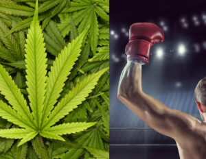 Florida will no longer test boxers, MMA fighters for marijuana