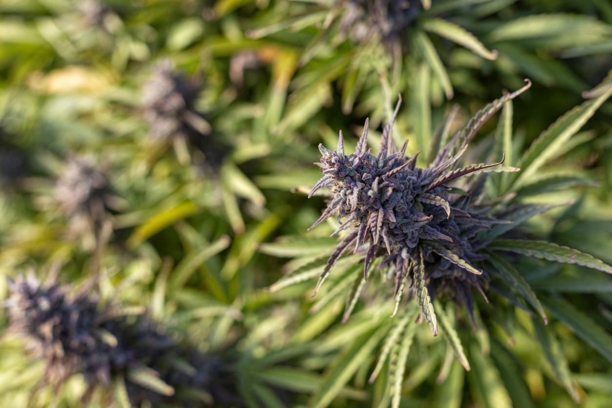 A new leaf for migraine treatment? UCSD Health trial looks at effectiveness of cannabis