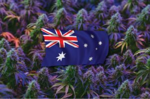 As medicinal cannabis rockets globally, here’s how Australia can become a production powerhouse