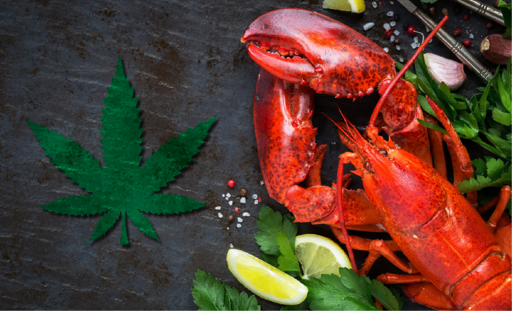 You are currently viewing Lobsters given marijuana before they’re boiled to see if it eases pain and anxiety