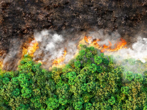 Read more about the article Drought, wildfires create new challenges for California cannabis growers