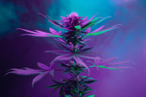 Read more about the article How supplemental lighting can be used for outdoor cannabis cultivation