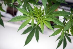 Marijuana industry group says Missouri cannabis companies filled more than 4,500 jobs since last year
