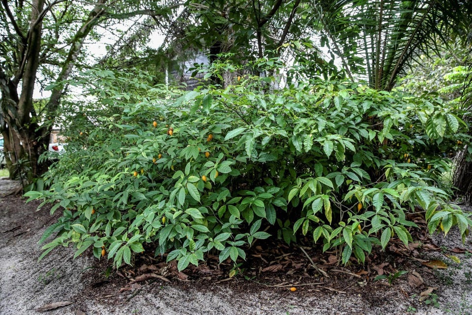 U.S. Government Will Test Ibogaine Derivative As An Addiction Treatment