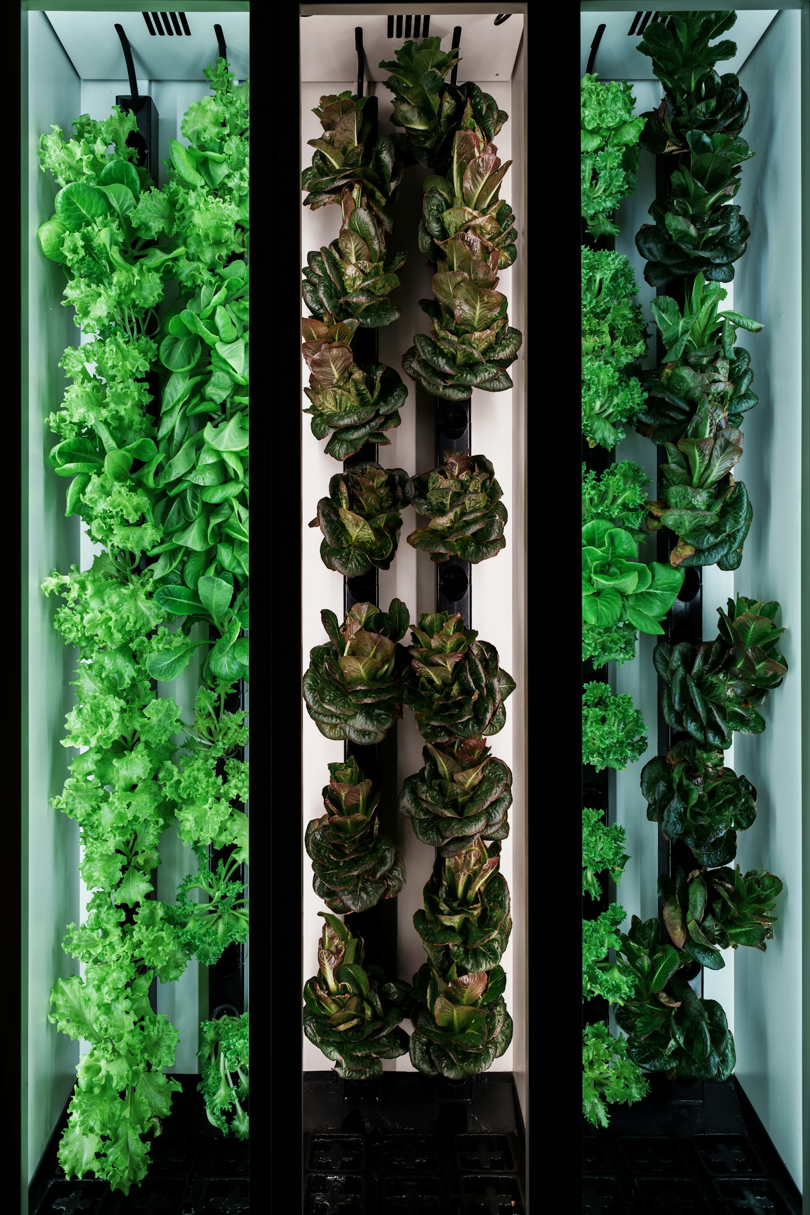 Columnas de cultivo en una granja vertical con LEDs
